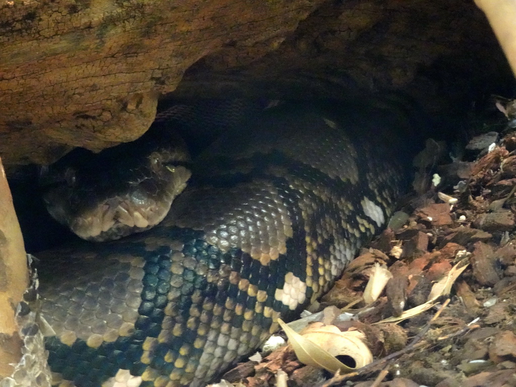 Reticulated Python at the Reptile House at the Royal Artis Zoo