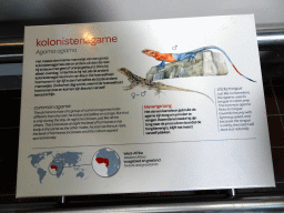 amsterdam_18_052 - 253 kb - 1024x768 - Explanation on the Common Agame at the Reptile House at the Royal Artis Zoo Explanation on the Common Agame at the Reptile House at the Royal Artis Zoo