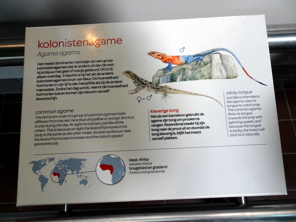 Explanation on the Common Agame at the Reptile House at the Royal Artis Zoo