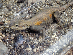 Common Agame at the Reptile House at the Royal Artis Zoo