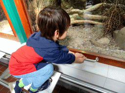 Max with a Common Agame at the Reptile House at the Royal Artis Zoo