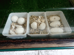 Eggs at the Reptile House at the Royal Artis Zoo
