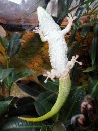 amsterdam_18_056 - 314 kb - 768x1024 - Madagascar Giant Day Gecko at the Reptile House at the Royal Artis Zoo Madagascar Giant Day Gecko at the Reptile House at the Royal Artis Zoo