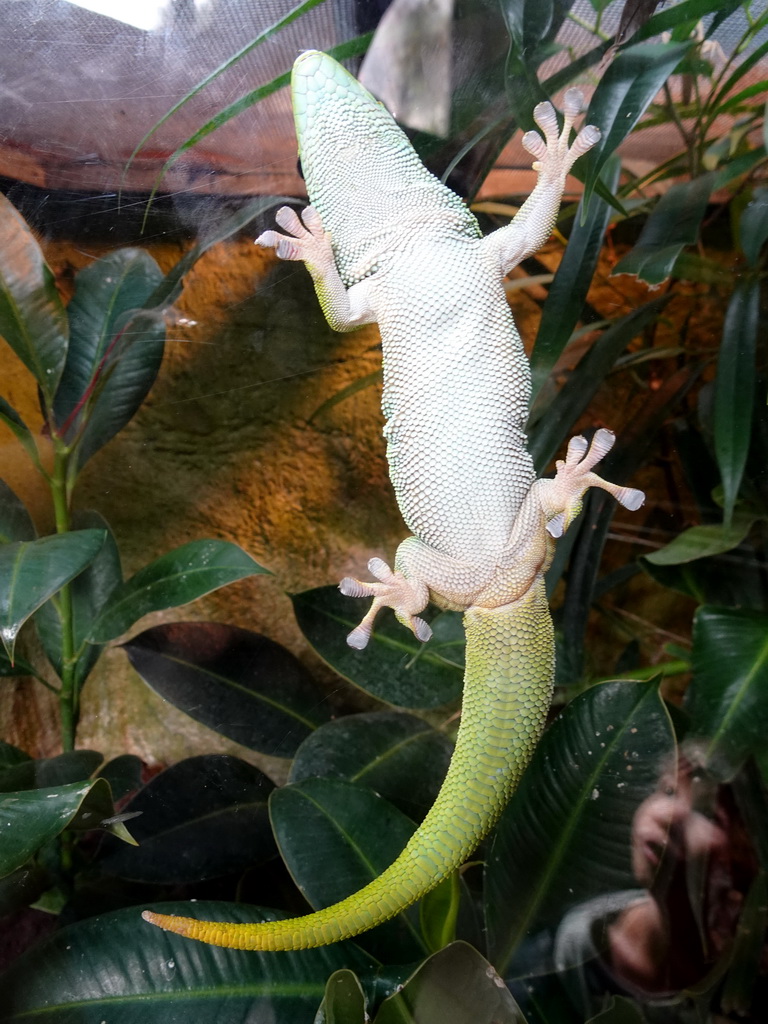 Madagascar Giant Day Gecko at the Reptile House at the Royal Artis Zoo