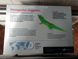 Explanation on the Madagascar Giant Day Gecko at the Reptile House at the Royal Artis Zoo