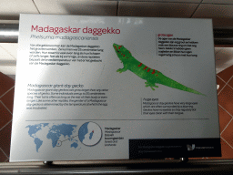 amsterdam_18_057 - 244 kb - 1024x768 - Explanation on the Madagascar Giant Day Gecko at the Reptile House at the Royal Artis Zoo Explanation on the Madagascar Giant Day Gecko at the Reptile House at the Royal Artis Zoo