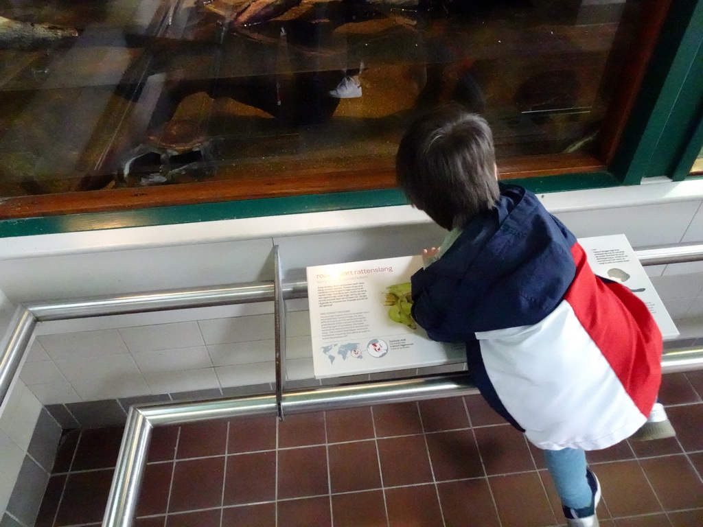Max with Eastern Long-necked Turtles at the Reptile House at the Royal Artis Zoo