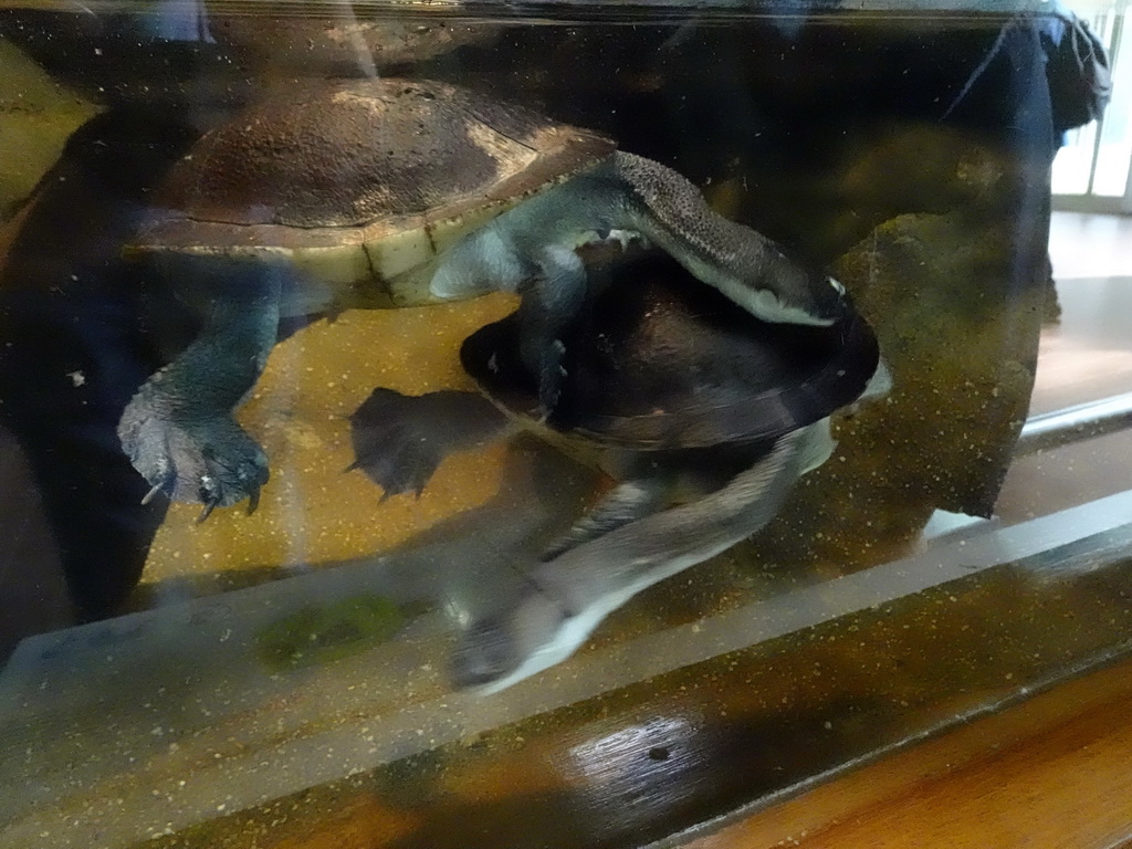 Eastern Long-necked Turtles at the Reptile House at the Royal Artis Zoo