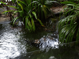 False Gharial at the Reptile House at the Royal Artis Zoo