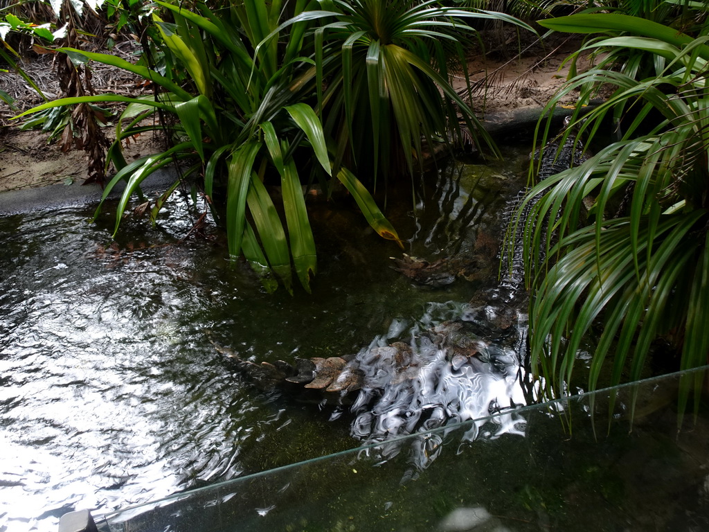 False Gharial at the Reptile House at the Royal Artis Zoo