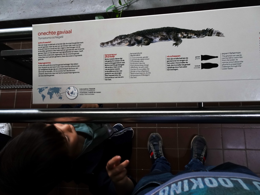 Max with the explanation on the False Gharial at the Reptile House at the Royal Artis Zoo