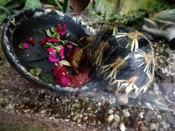 amsterdam_18_062 - 355 kb - 1024x768 - Turtle at the Reptile House at the Royal Artis Zoo Turtle at the Reptile House at the Royal Artis Zoo