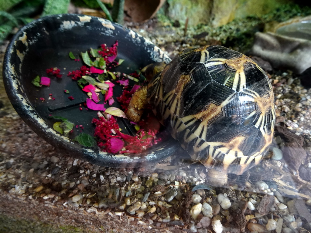 Turtle at the Reptile House at the Royal Artis Zoo