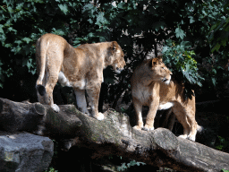 Lions at the Royal Artis Zoo