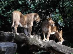 amsterdam_18_063 - 362 kb - 1024x768 - Lions at the Royal Artis Zoo Lions at the Royal Artis Zoo