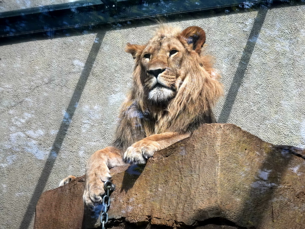 Lion at the Royal Artis Zoo