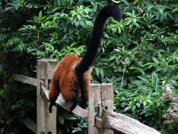Red Ruffed Lemur at Lemur Land at the Royal Artis Zoo