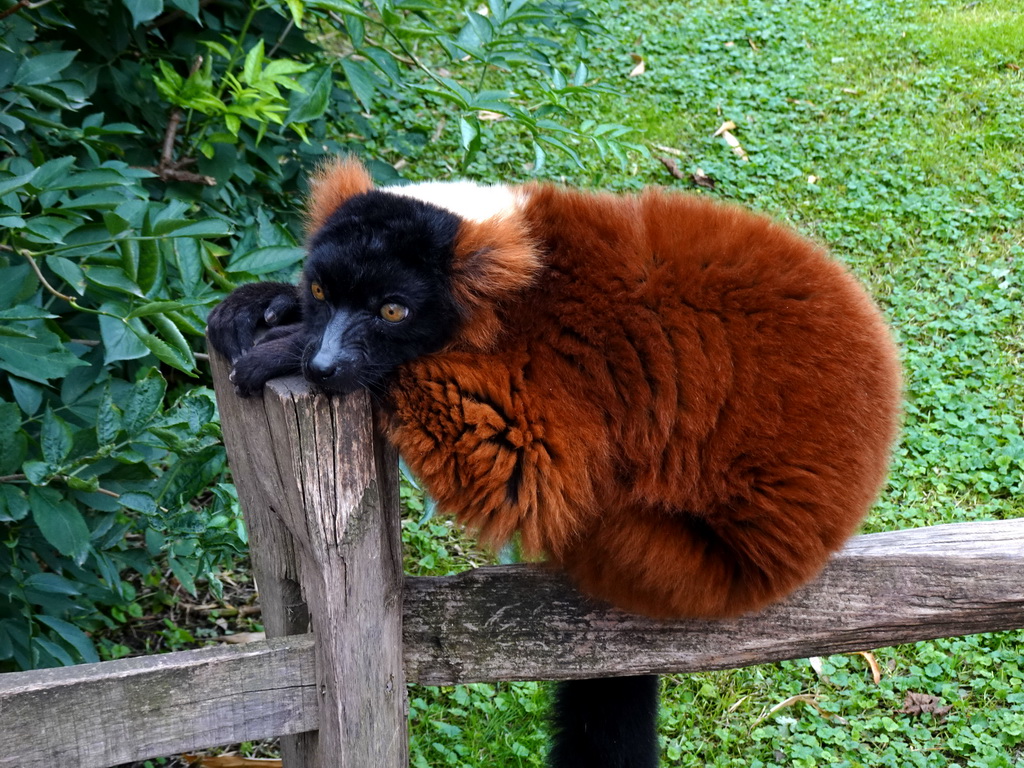 Red Ruffed Lemur at Lemur Land at the Royal Artis Zoo