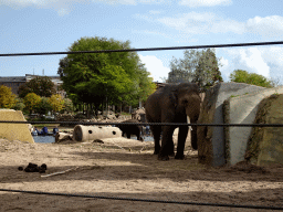 Asian Elephants at the Royal Artis Zoo