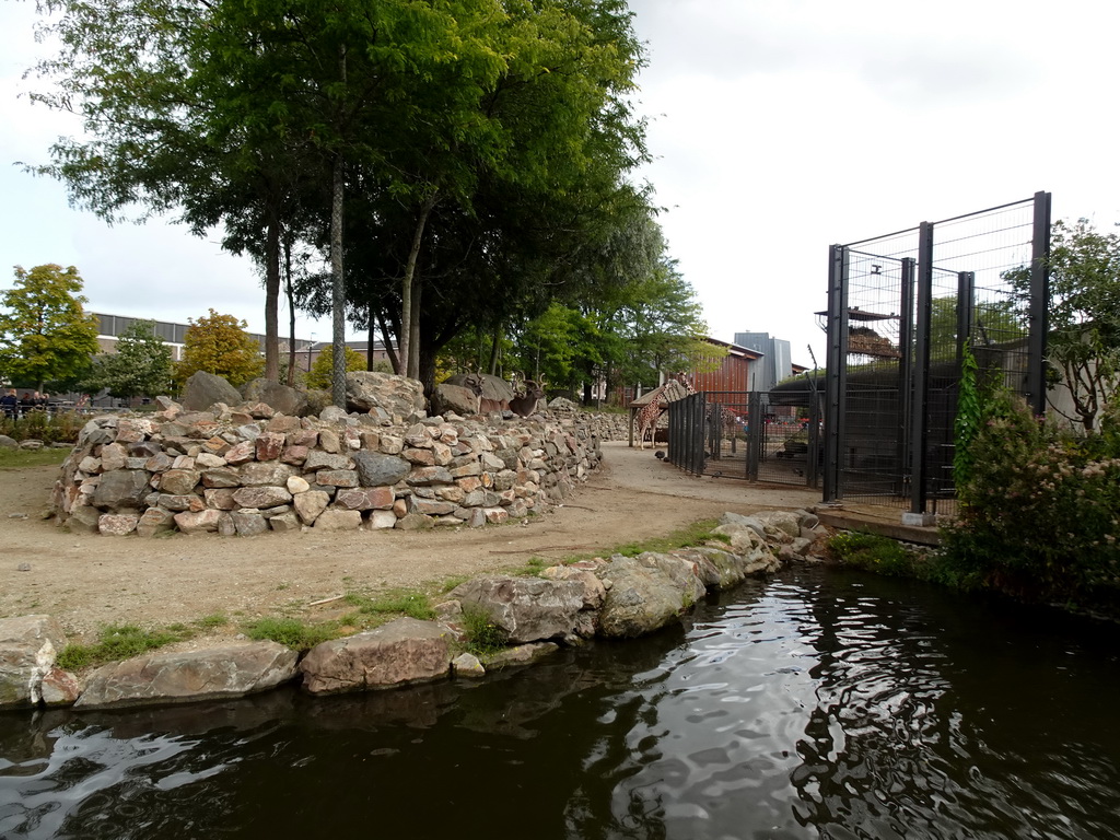 Reticulated Giraffes at the Royal Artis Zoo