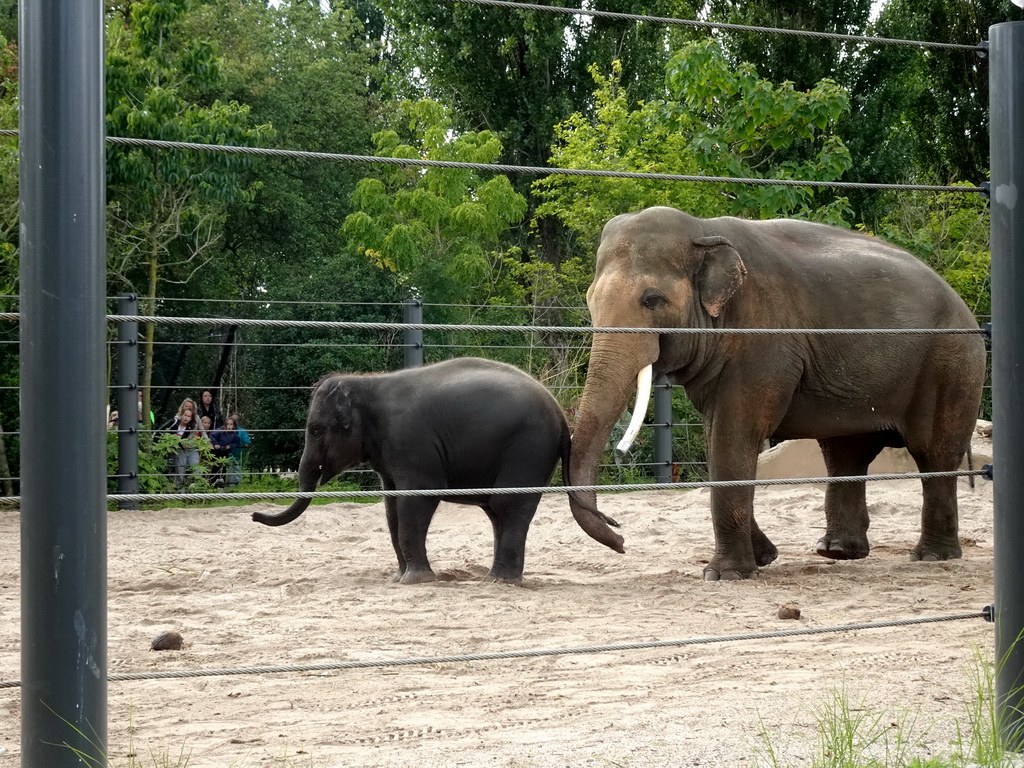 Asian Elephants at the Royal Artis Zoo