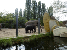 Asian Elephants at the Royal Artis Zoo