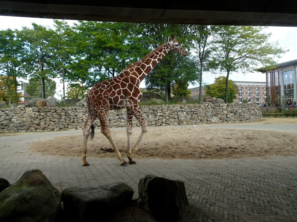 Reticulated Giraffe at the Royal Artis Zoo