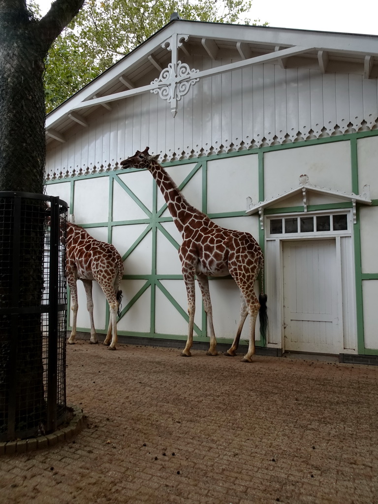 Reticulated Giraffes at the Royal Artis Zoo