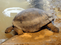 Aldabra Giant Tortoise at the Royal Artis Zoo