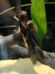 Migratory Locusts at the Insectarium at the Royal Artis Zoo