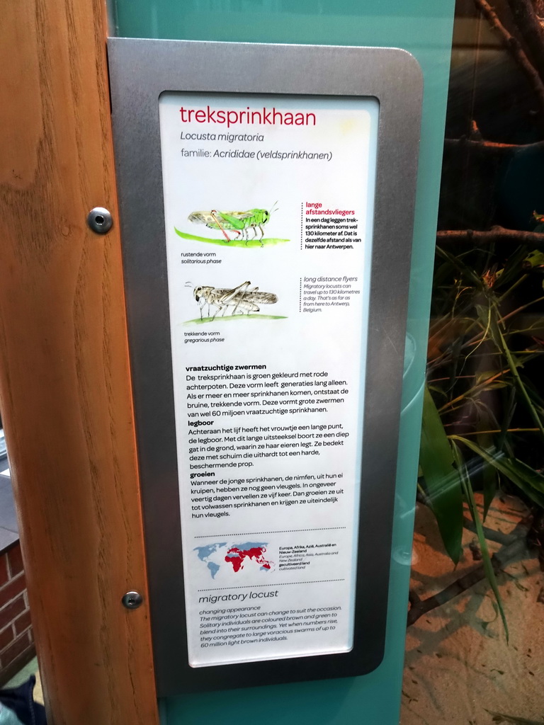 Explanation on the Migratory Locust at the Insectarium at the Royal Artis Zoo