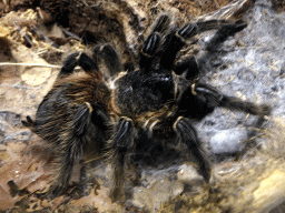 Brazilian Salmon Tarantula at the Insectarium at the Royal Artis Zoo