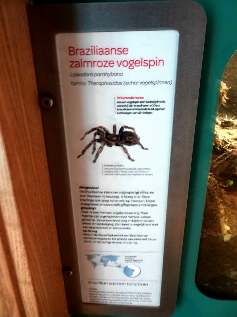 Explanation on the Brazilian Salmon Tarantula at the Insectarium at the Royal Artis Zoo