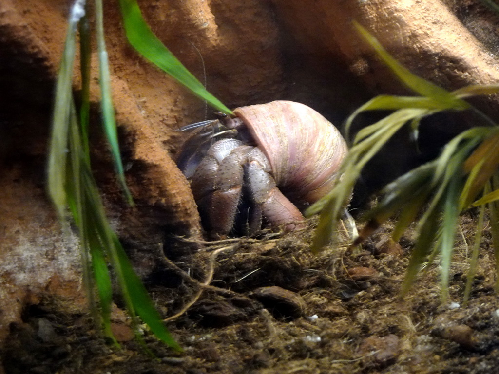 Land Hermit Crab at the Insectarium at the Royal Artis Zoo