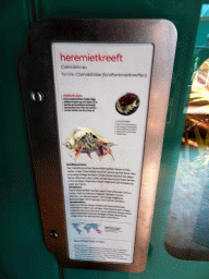 Explanation on the Land Hermit Crab at the Insectarium at the Royal Artis Zoo