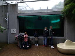 California Sea Lions at the Royal Artis Zoo