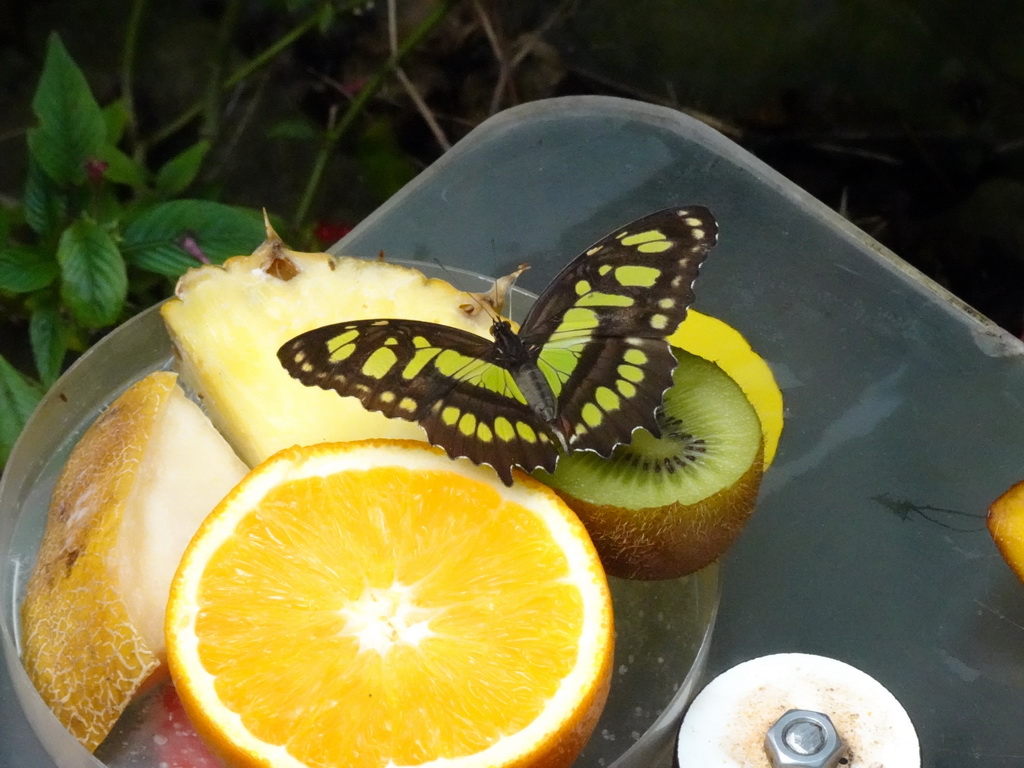 Malachite Butterfly at the Butterfly Pavilion at the Royal Artis Zoo