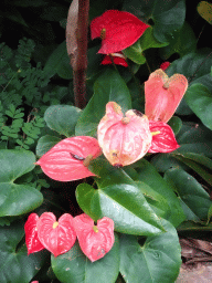 Plants at the Butterfly Pavilion at the Royal Artis Zoo