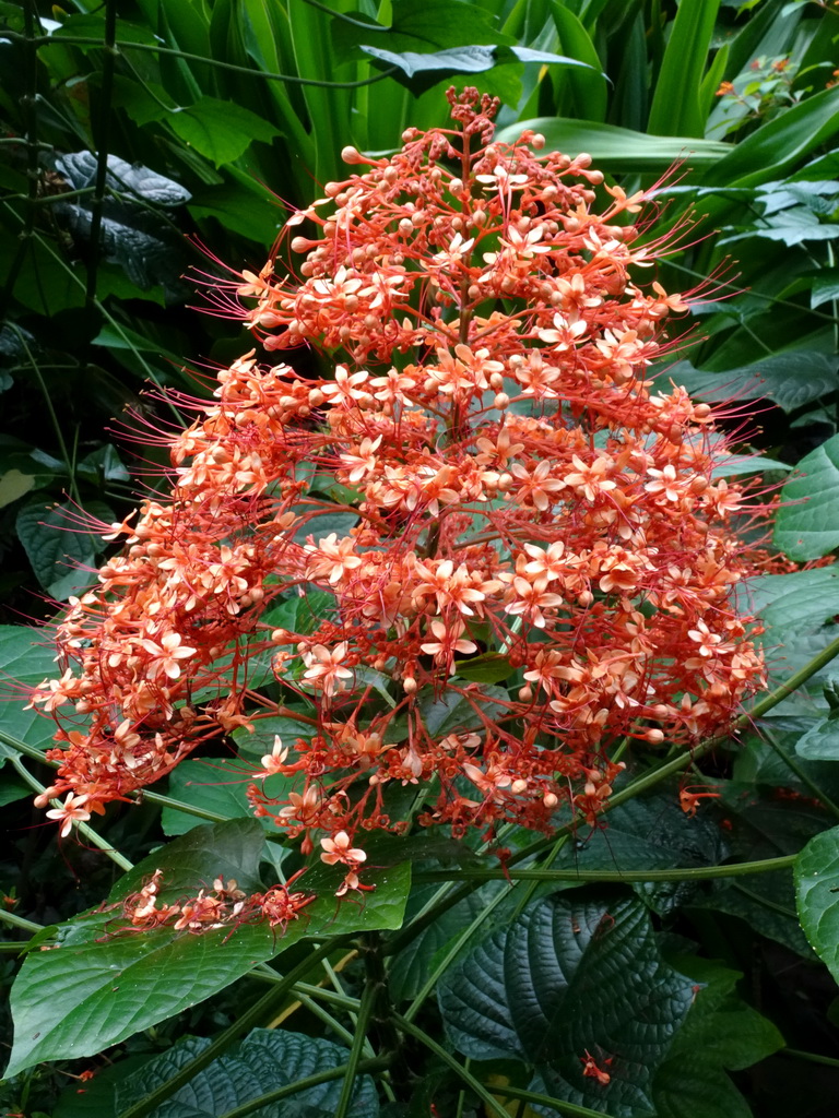 Pagoda Flower at the Butterfly Pavilion at the Royal Artis Zoo