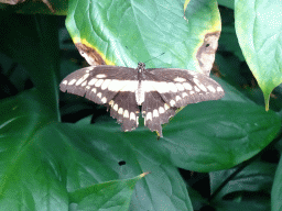 Butterfly at the Butterfly Pavilion at the Royal Artis Zoo