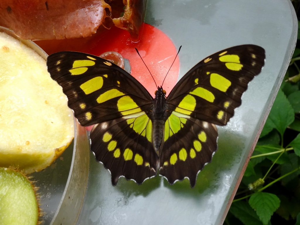 Malachite Butterfly at the Butterfly Pavilion at the Royal Artis Zoo