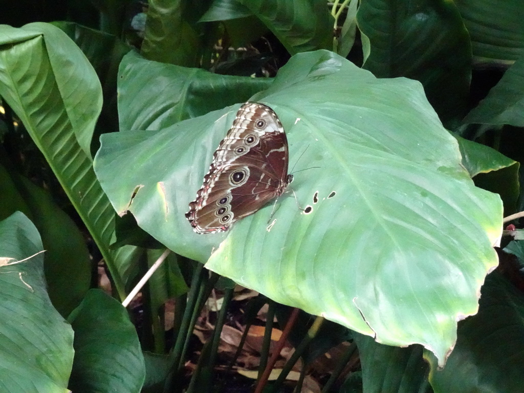 Butterfly at the Butterfly Pavilion at the Royal Artis Zoo