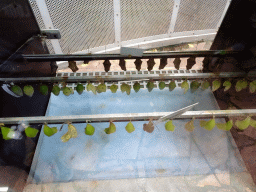 Pupae at the Butterfly Pavilion at the Royal Artis Zoo