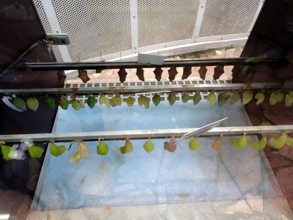 Pupae at the Butterfly Pavilion at the Royal Artis Zoo