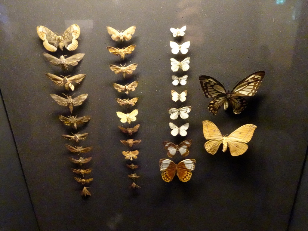Stuffed Butterflies at the Butterfly Pavilion at the Royal Artis Zoo