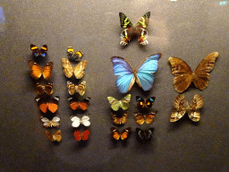 Stuffed Butterflies at the Butterfly Pavilion at the Royal Artis Zoo