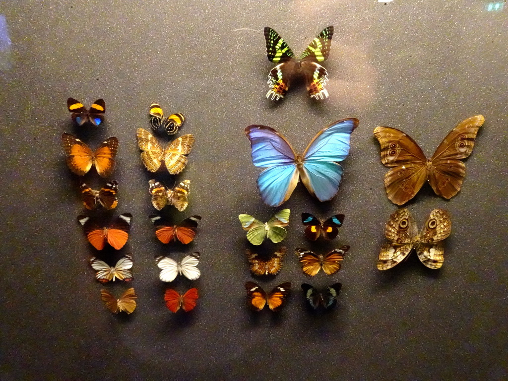 Stuffed Butterflies at the Butterfly Pavilion at the Royal Artis Zoo