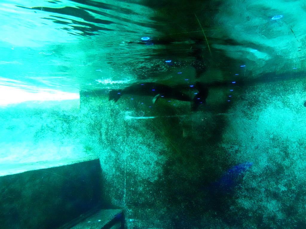 California Sea Lions under water at the Royal Artis Zoo