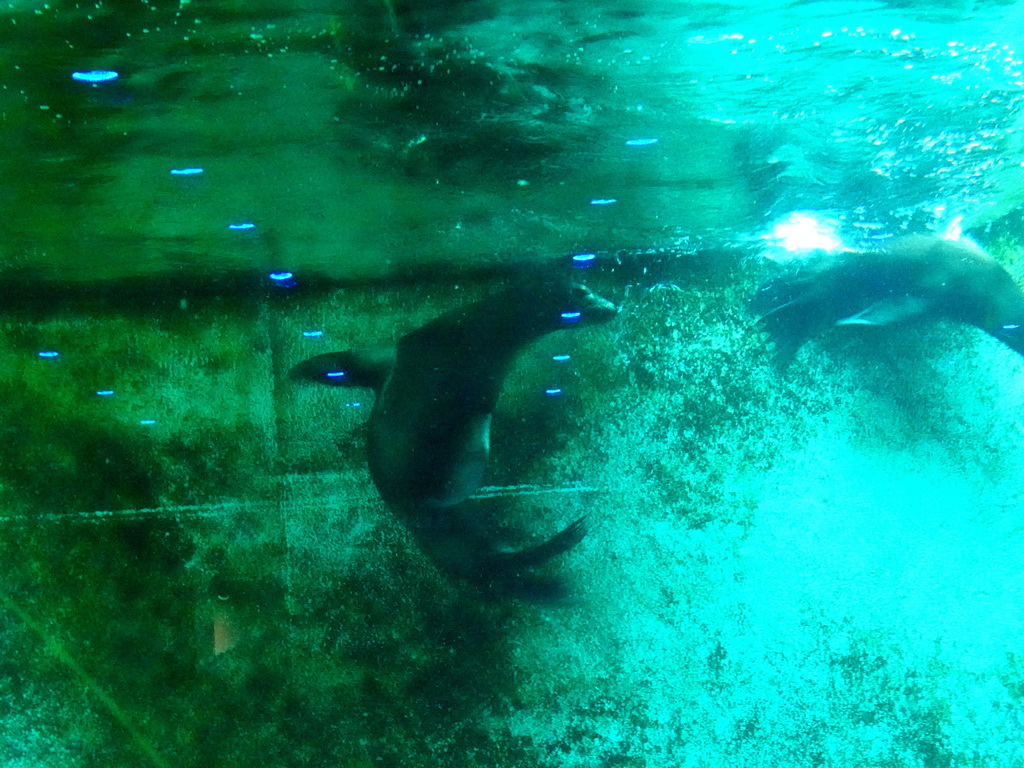 California Sea Lions under water at the Royal Artis Zoo