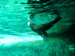 California Sea Lion under water at the Royal Artis Zoo